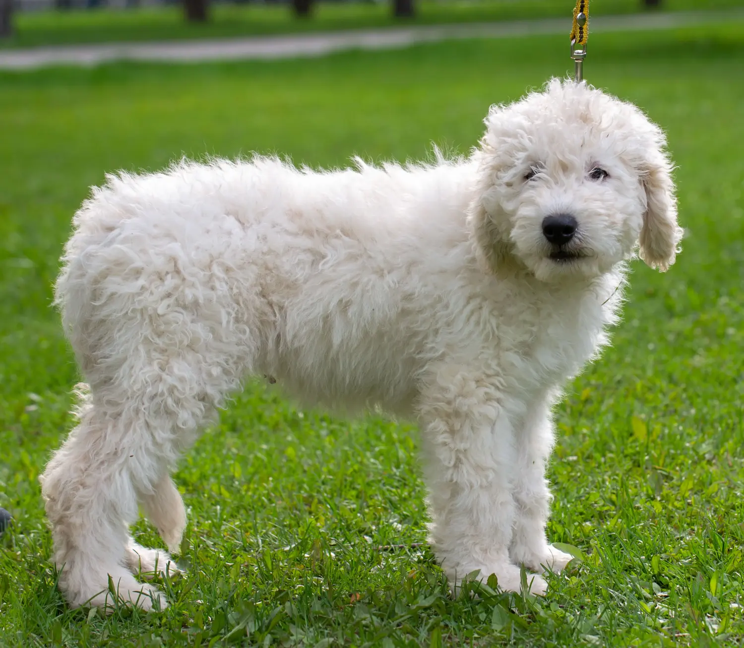 Bir Komondor yavrusu satın almak sorumluluk almak demektir! Komondor yavru köpekleri satın alın.