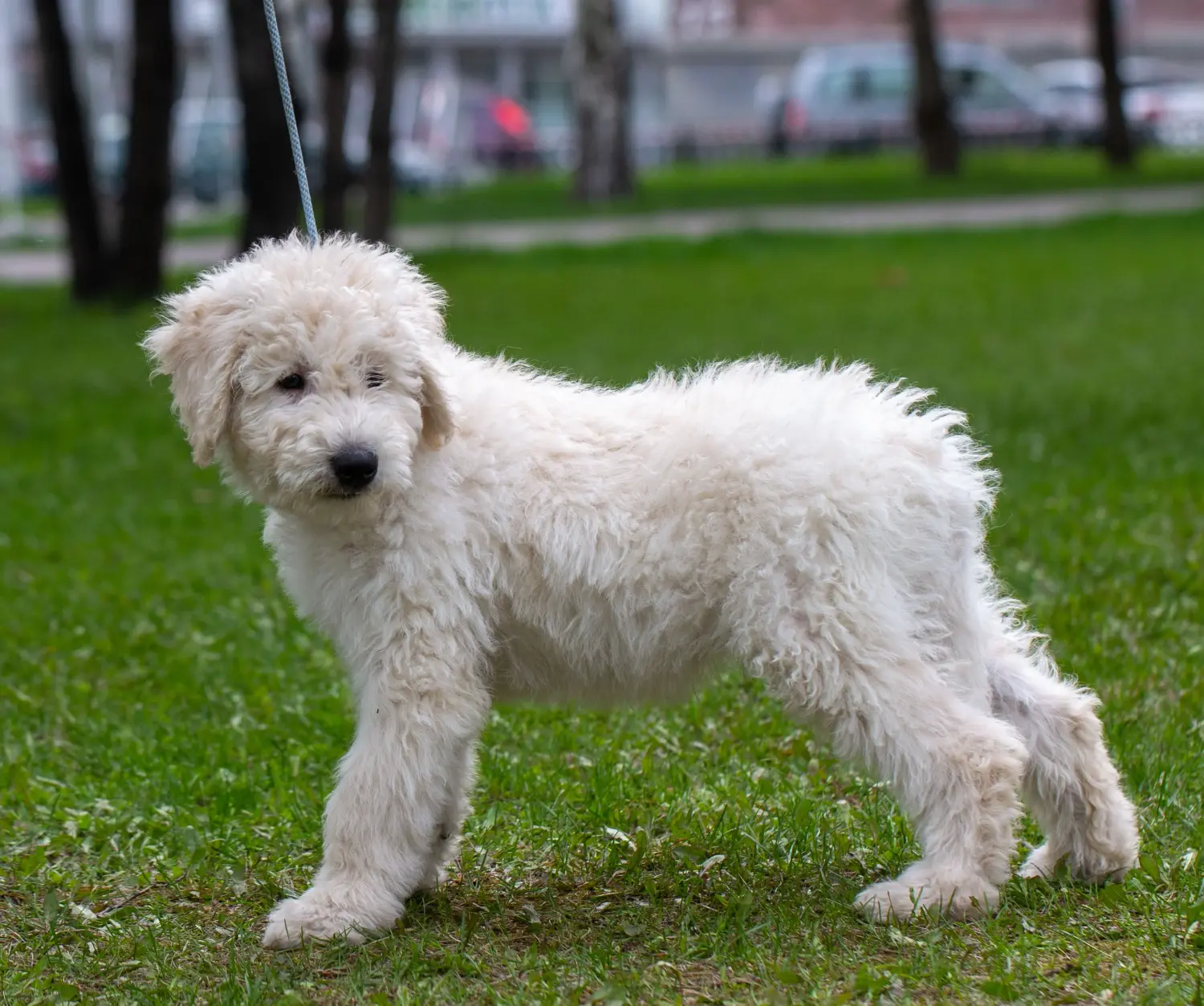 Bir Komondor yavrusu satın almak sorumluluk almak demektir! Komondor yavru köpekleri satın alın.