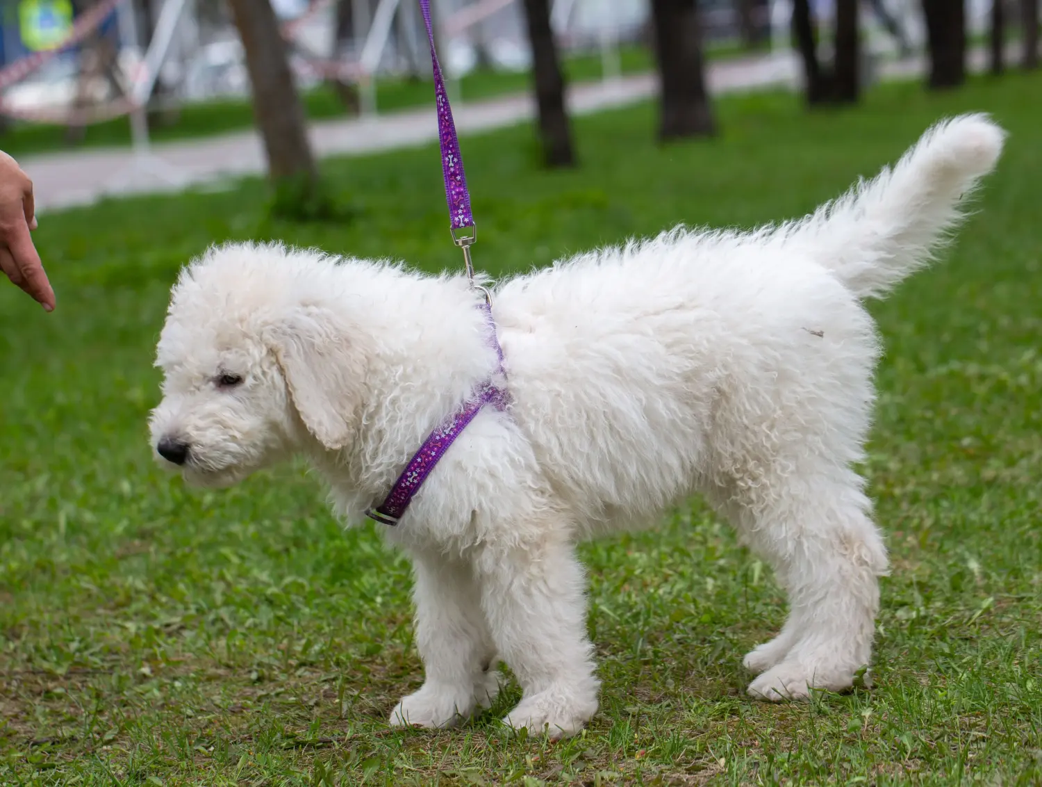 Bir Komondor yavrusu satın almak sorumluluk almak demektir! Komondor yavru köpekleri satın alın.