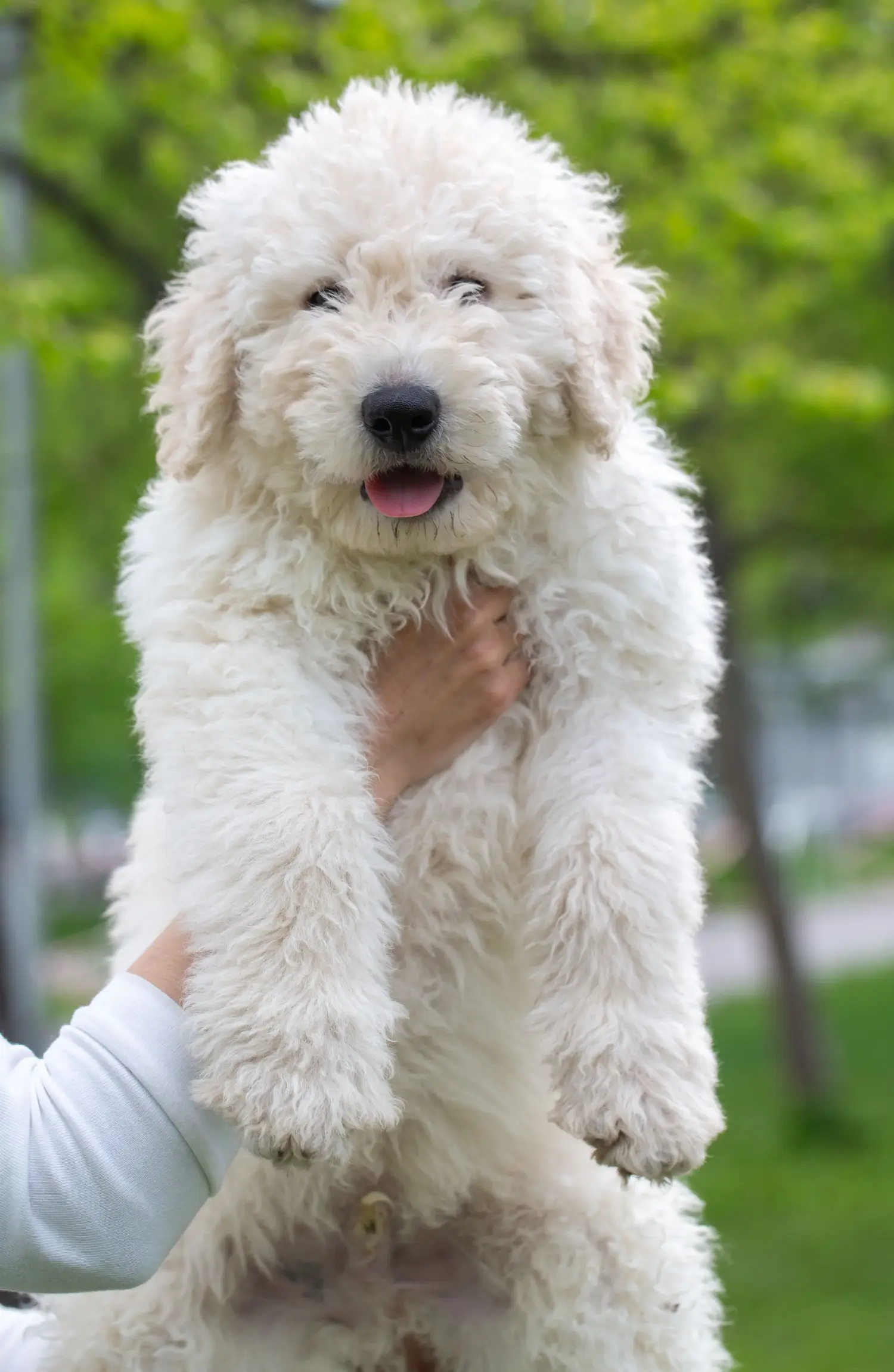 Bir Komondor yavrusu satın almak sorumluluk almak demektir! Komondor yavru köpekleri satın alın.