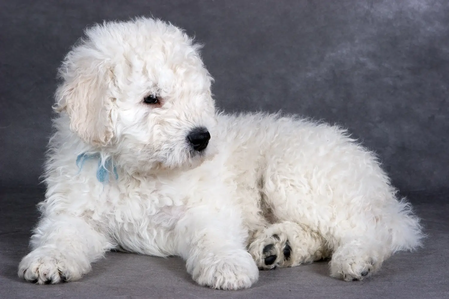 Bir Komondor yavrusu satın almak sorumluluk almak demektir! Komondor yavru köpekleri satın alın.