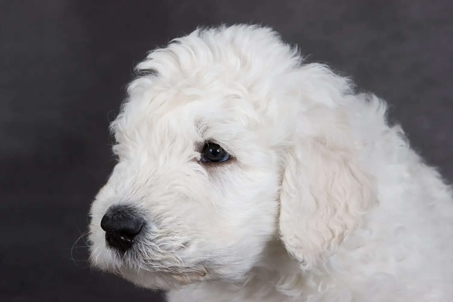Bir Komondor yavrusu satın almak sorumluluk almak demektir! Komondor yavru köpekleri satın alın.