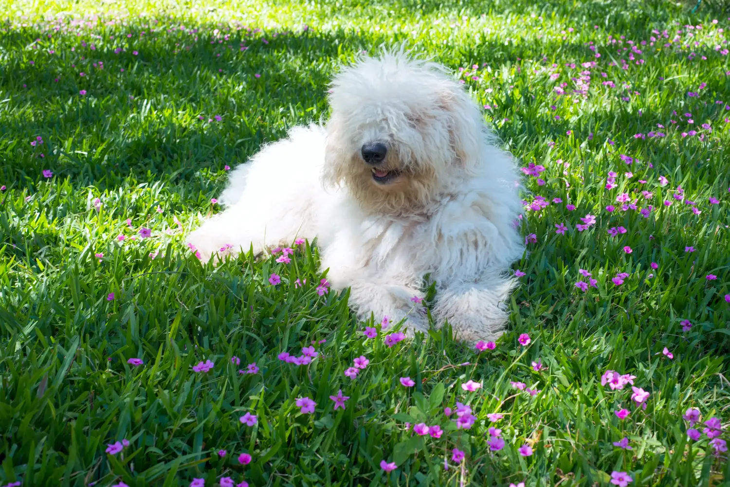 Bir Komondor yavrusu satın almak sorumluluk almak demektir! Komondor yavru köpekleri satın alın.