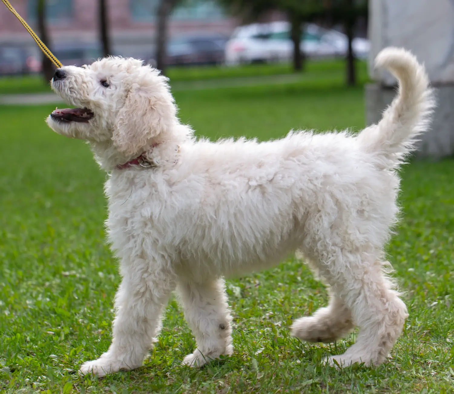 Bir Komondor yavrusu satın almak sorumluluk almak demektir! Komondor yavru köpekleri satın alın.
