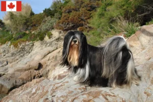 Read more about the article Kanada’da Lhasa Apso yetiştiricileri ve köpek yavruları