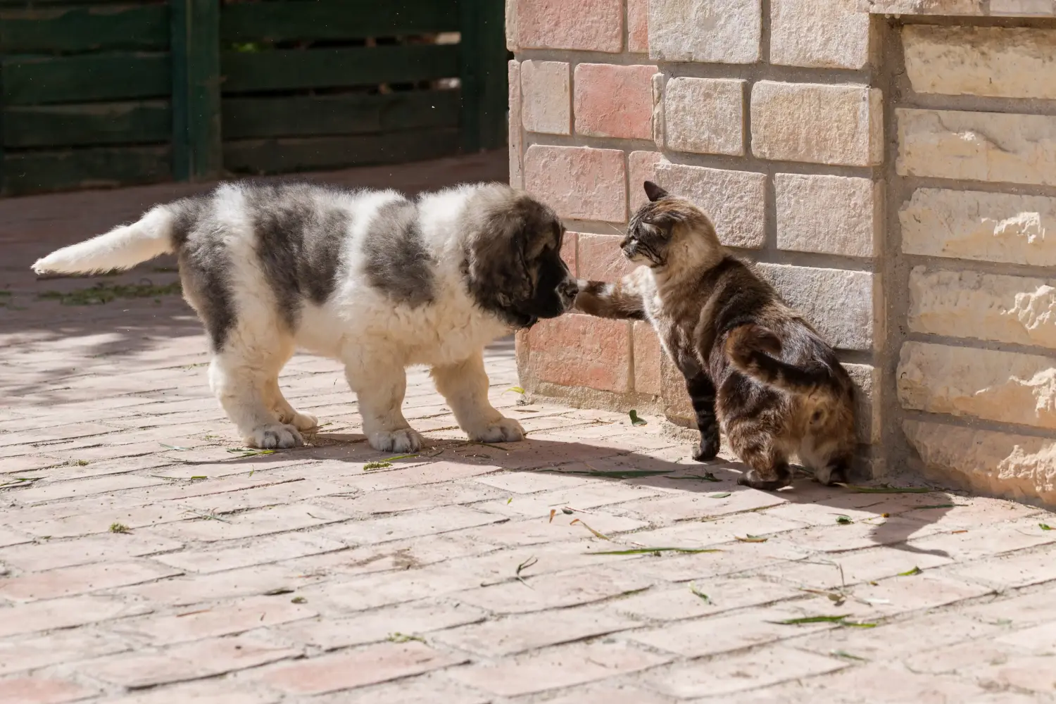 Bir Mastín del Pirineo yavru köpeği satın almak sorumluluk almak demektir! Mastín del Pirineo yavru köpekleri satın alın.