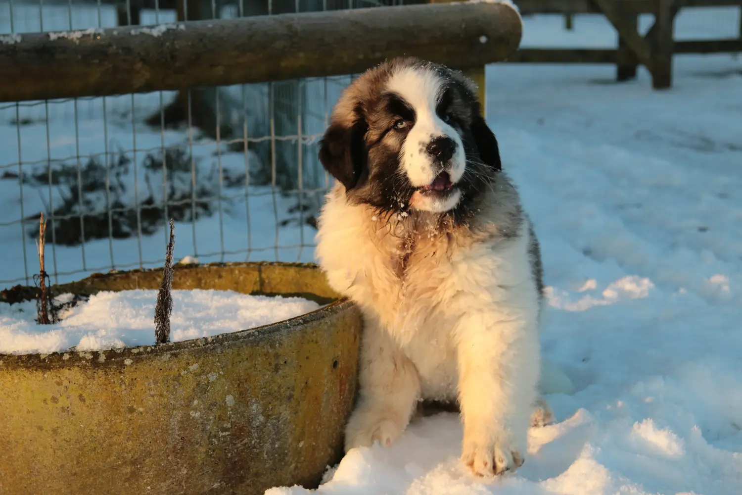 Bir Mastín del Pirineo yavru köpeği satın almak sorumluluk almak demektir! Mastín del Pirineo yavru köpekleri satın alın.