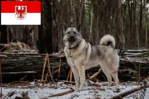 Read more about the article Brandenburg’da Norveç Elkhoundu yetiştiricileri ve köpek yavruları