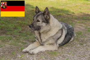 Read more about the article Rhineland-Palatinate’de Norveç Elkhoundu yetiştiricileri ve köpek yavruları