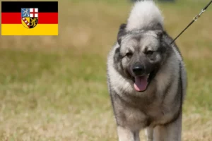 Read more about the article Saarland’da Norveç Elkhoundu yetiştiricileri ve köpek yavruları
