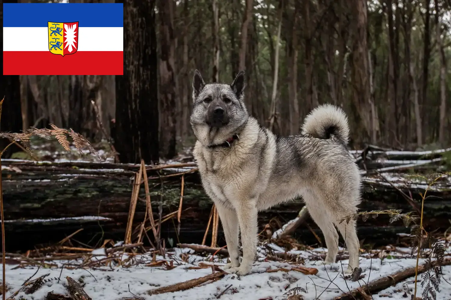 Read more about the article Schleswig-Holstein’da Norveç Elkhoundu yetiştiricileri ve köpek yavruları