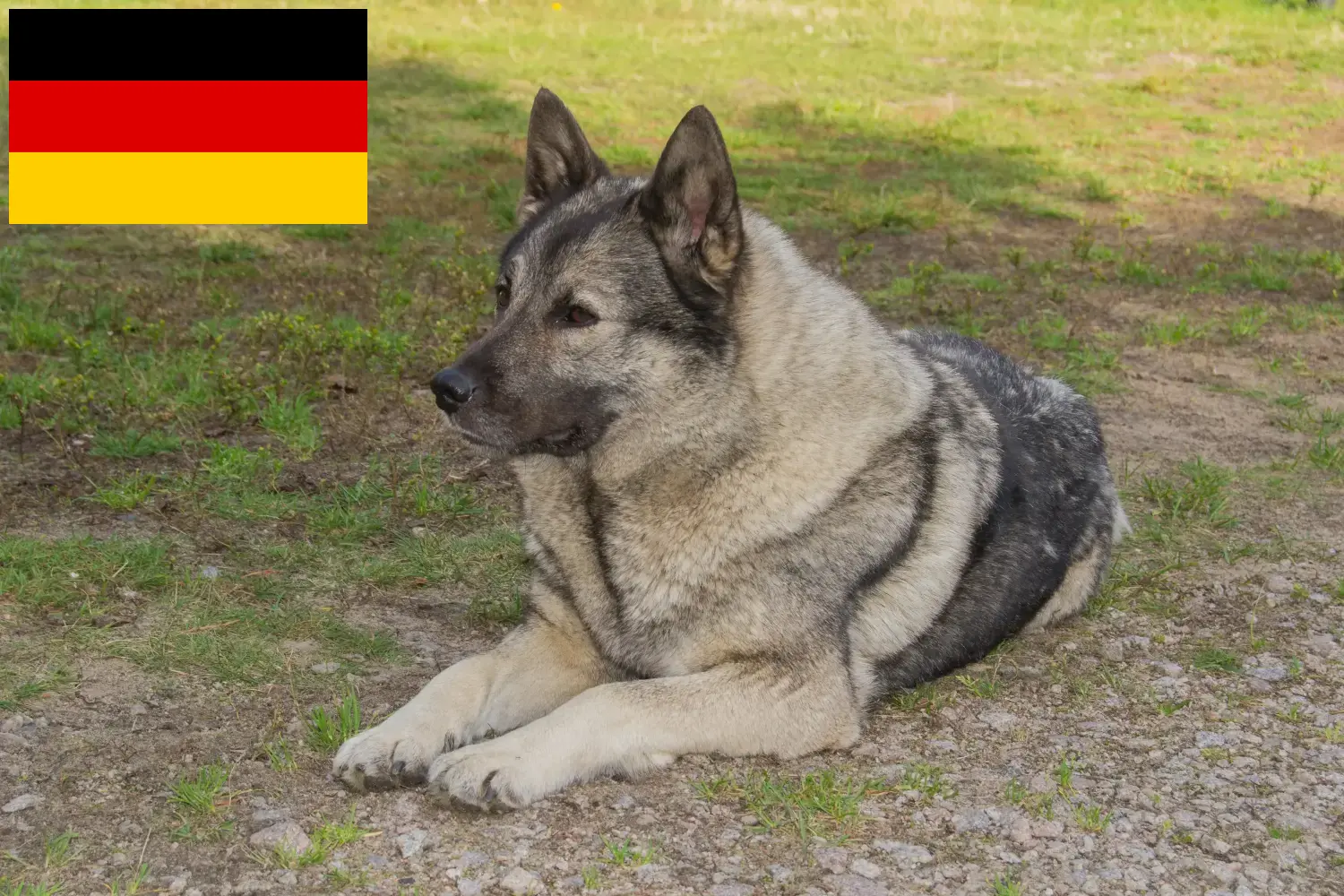 Read more about the article Almanya’da Norveç Elkhoundu yetiştiricileri ve yavru köpekler