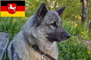 Read more about the article Aşağı Saksonya’da Norveç Elkhoundu yetiştiricileri ve köpek yavruları