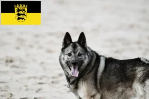 Read more about the article Baden-Württemberg’de Norveç Elkhoundu yetiştiricileri ve köpek yavruları