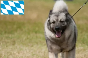 Read more about the article Bavyera’da Norveç Elkhoundu yetiştiricileri ve köpek yavruları