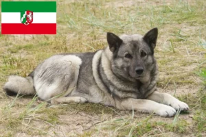 Read more about the article Kuzey Ren-Vestfalya’da Norveç Elkhoundu yetiştiricileri ve köpek yavruları