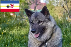 Read more about the article Mecklenburg-Vorpommern’de Norveç Elkhoundu yetiştiricileri ve köpek yavruları
