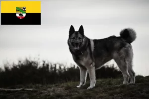 Read more about the article Saxony-Anhalt’da Norveç Elkhoundu yetiştiricileri ve köpek yavruları