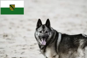 Read more about the article Saksonya’da Norveç Elkhoundu yetiştiricileri ve köpek yavruları