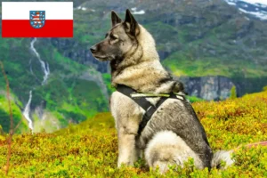 Read more about the article Thüringen’de Norveç Elkhoundu yetiştiricileri ve köpek yavruları