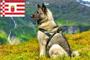 Read more about the article Bremen’de Norveç Elkhoundu yetiştiricisi ve yavruları