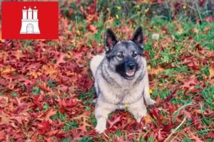 Read more about the article Hamburg’da Norveç Elkhoundu yetiştiricisi ve yavru köpekler