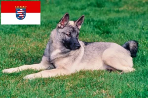 Read more about the article Hessen’de Norveç Elkhoundu yetiştiricileri ve köpek yavruları