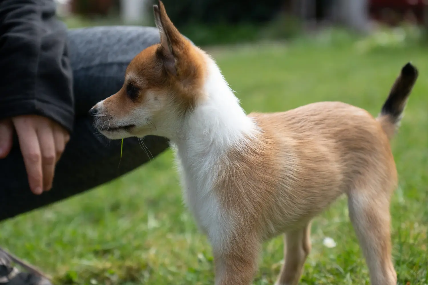 Bir Norveç Lundehund yavrusu satın almak sorumluluk almak demektir! Norveç Lundehund yavru köpek satın alın.