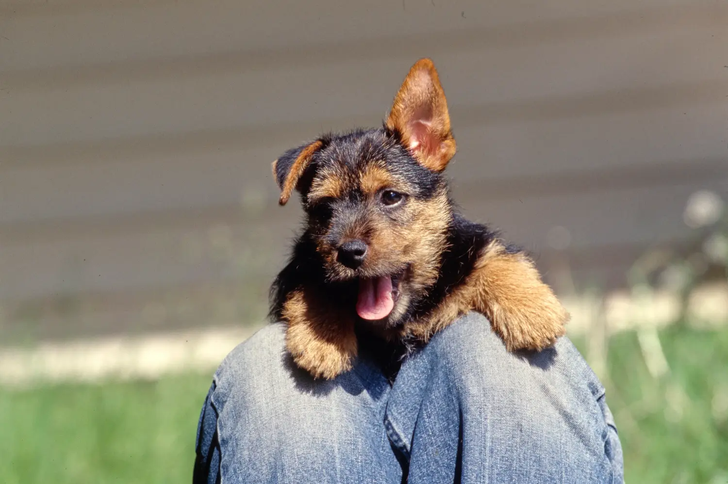 Bir Norwich Terrier yavrusu satın almak sorumluluk almak demektir! Norwich Terrier yavru köpek satın alın.
