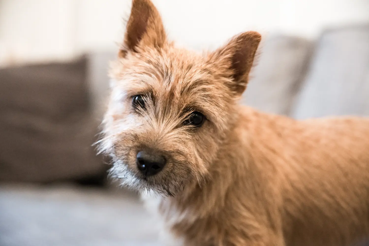 Bir Norwich Terrier yavrusu satın almak sorumluluk almak demektir! Norwich Terrier yavru köpek satın alın.