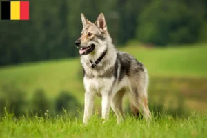 Read more about the article Belçika’da Saarloos kurt köpeği yetiştiricileri ve yavruları