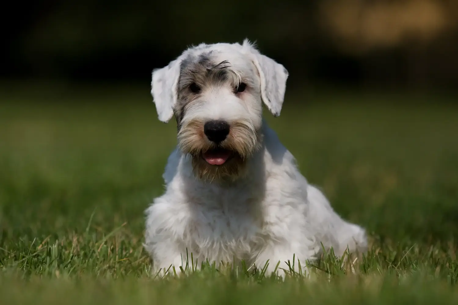 Bir Sealyham Terrier yavrusu satın almak sorumluluk almak demektir! Sealyham Terrier yavruları satın alın.