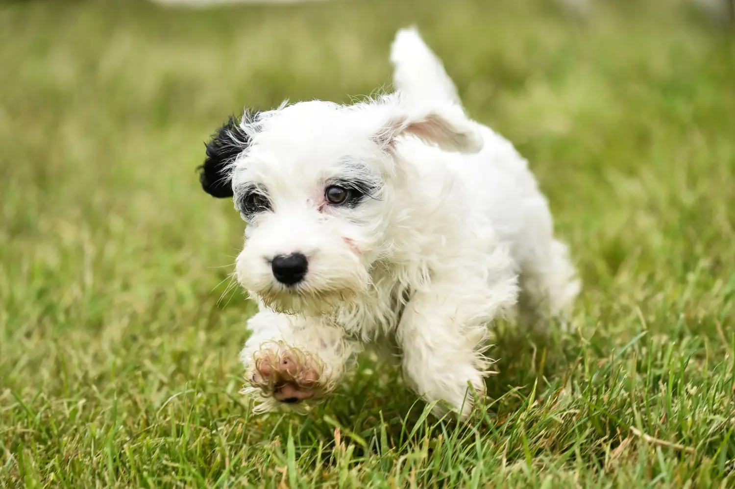 Bir Sealyham Terrier yavrusu satın almak sorumluluk almak demektir! Sealyham Terrier yavruları satın alın.
