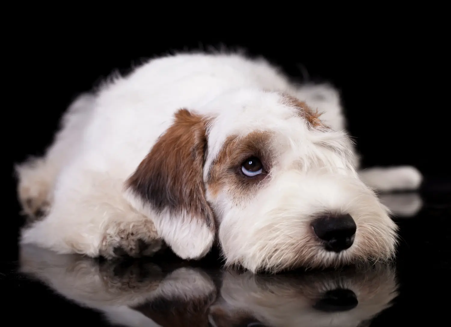 Bir Sealyham Terrier yavrusu satın almak sorumluluk almak demektir! Sealyham Terrier yavruları satın alın.