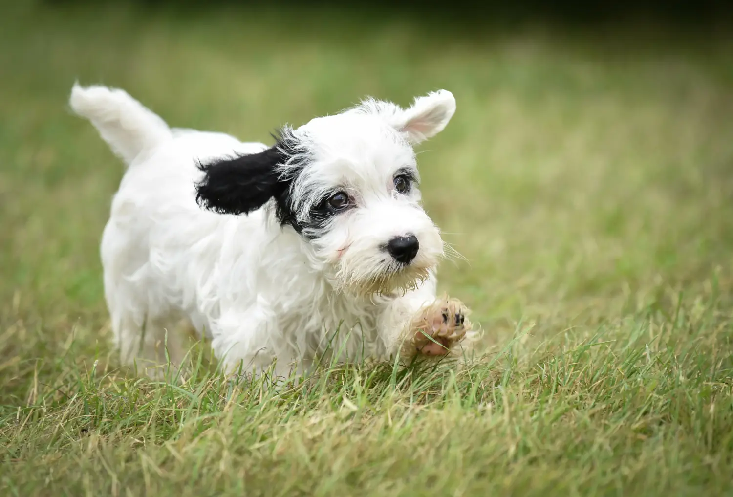 Bir Sealyham Terrier yavrusu satın almak sorumluluk almak demektir! Sealyham Terrier yavruları satın alın.