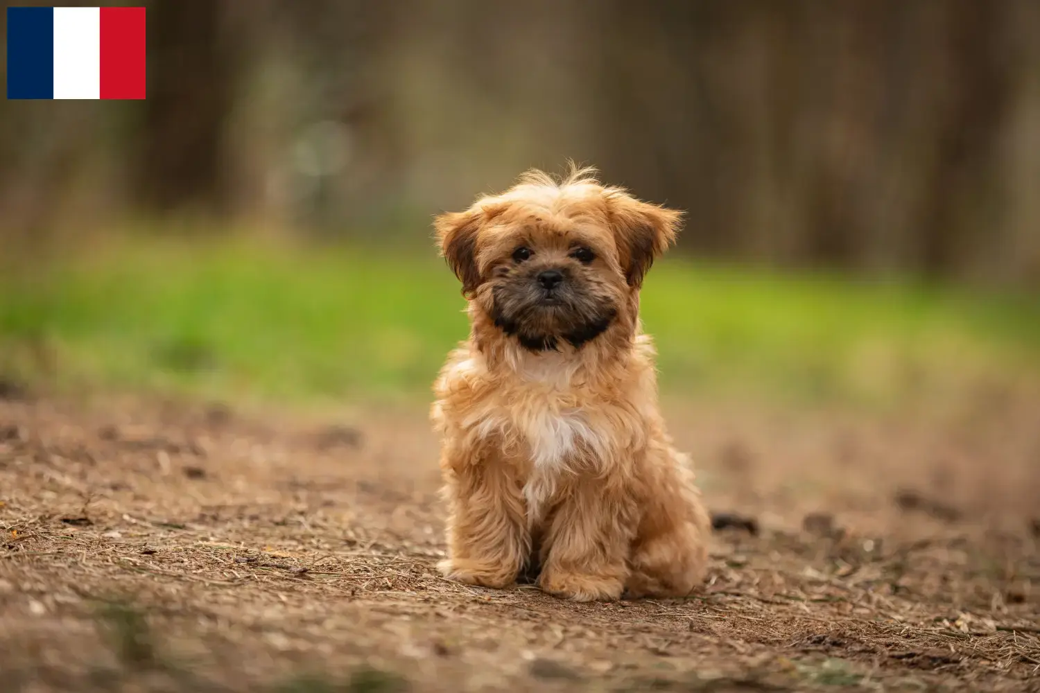 Read more about the article Fransa’da Shorkie yetiştiricileri ve köpek yavruları