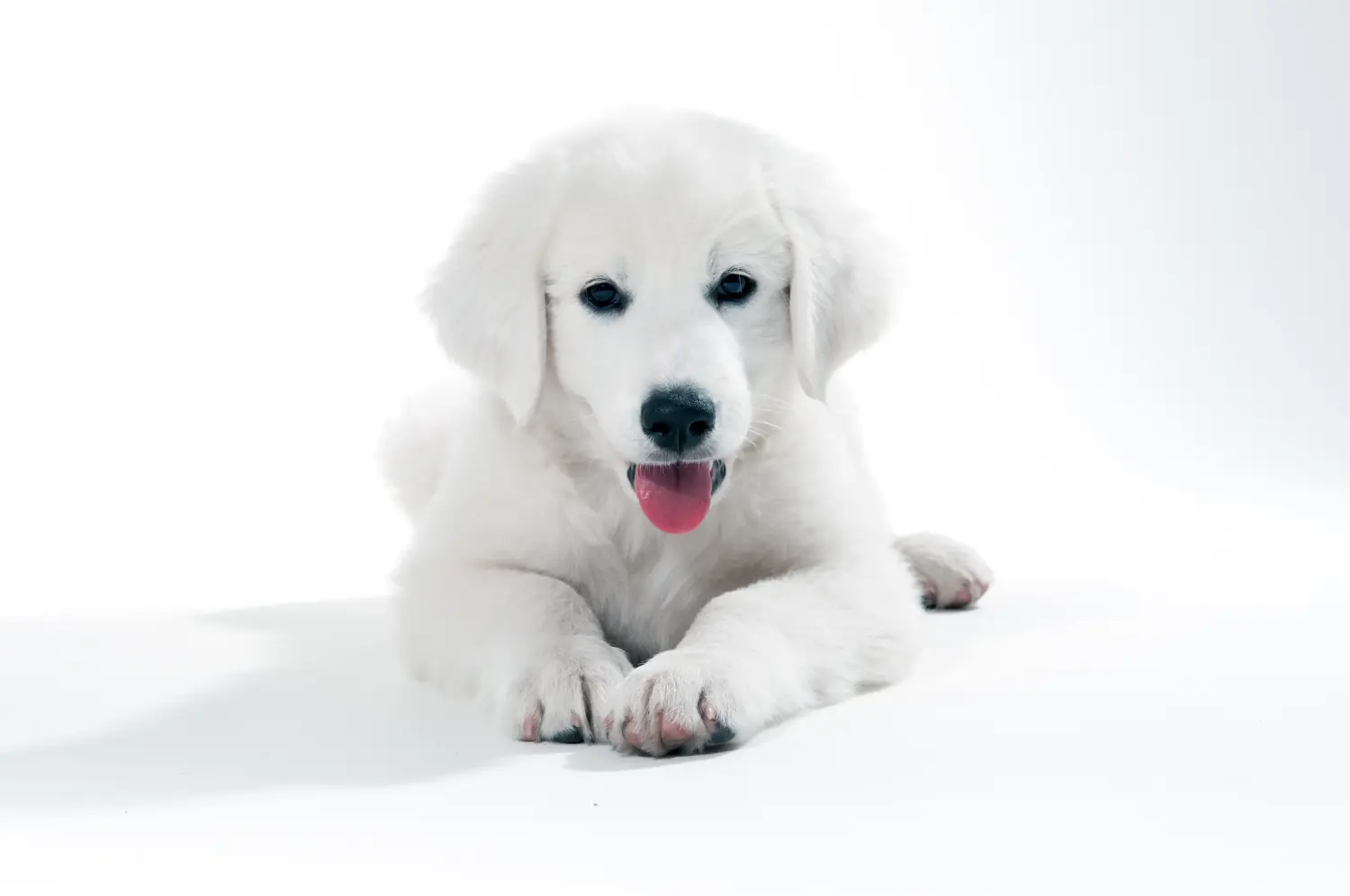 Slovensky Cuvac yavru köpek satın almak sorumluluk almak demektir! Slovensky Cuvac yavru köpekleri satın alın.