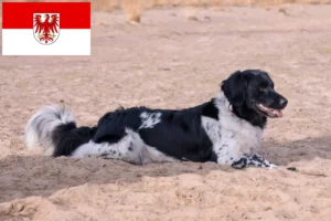 Read more about the article Brandenburg’da Stabij yetiştiricileri ve köpek yavruları