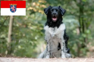 Read more about the article Hessen’de Stabij yetiştiricileri ve köpek yavruları