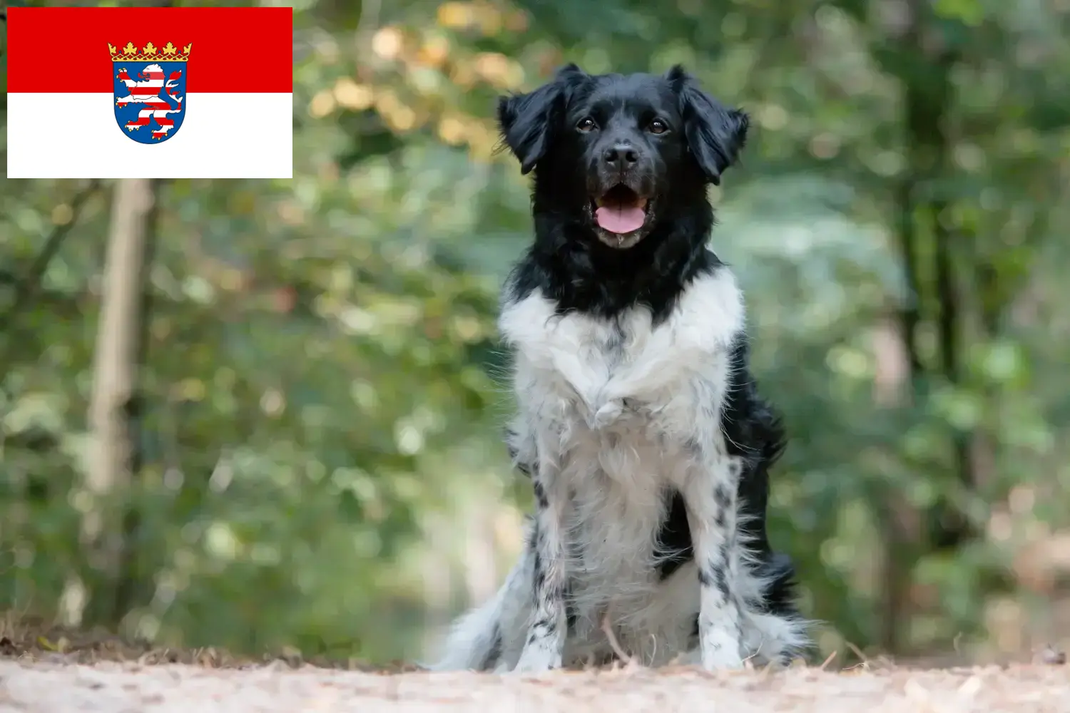 Stabij yavru köpek ve yetiştiricileri Hessen Burada Hessen'deki Stabijs yetiştiricilerini bulabilirsiniz.