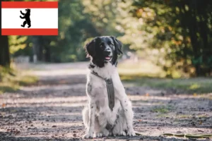 Read more about the article Berlin’de Stabij yetiştiricileri ve köpek yavruları