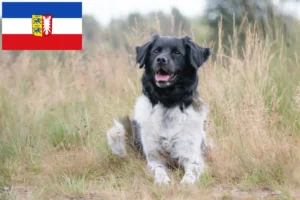 Read more about the article Schleswig-Holstein’da Stabij yetiştiricileri ve köpek yavruları