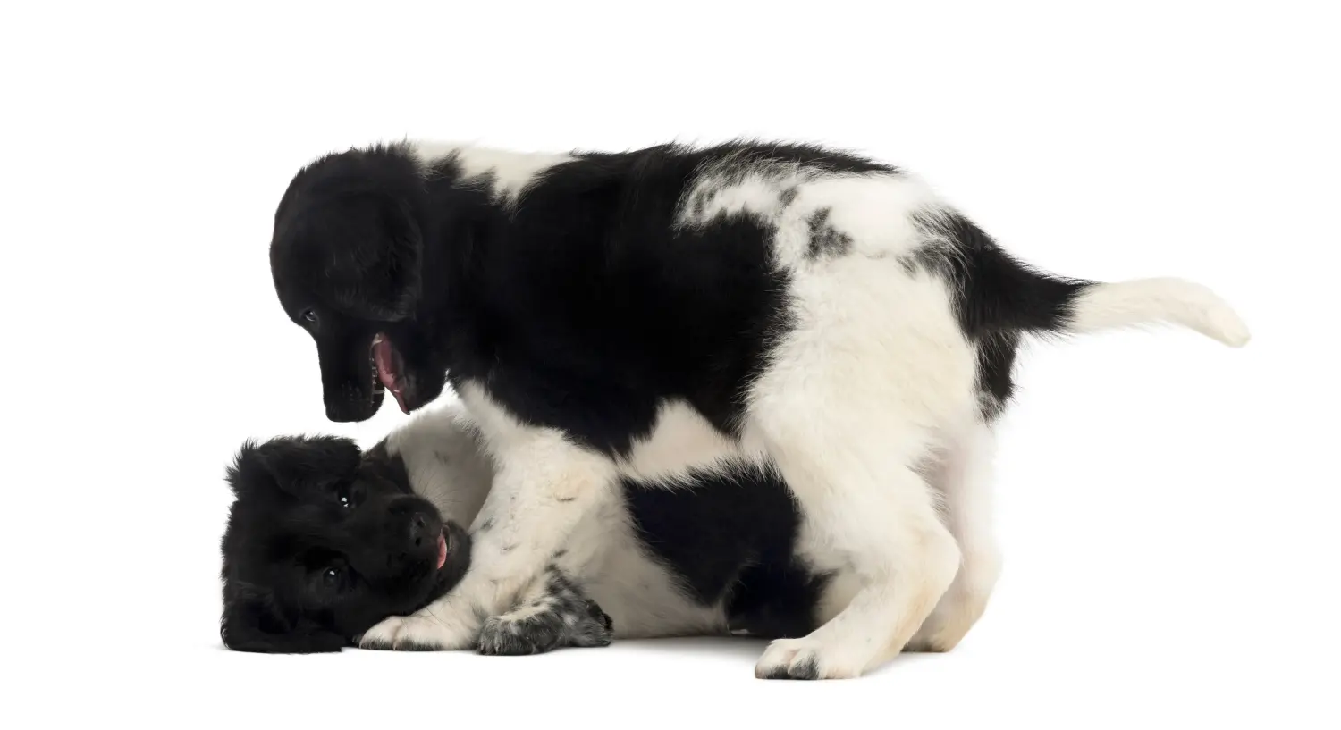 Bir Stabij yavrusu satın almak sorumluluk almak demektir! Stabij yavru köpekleri satın alın.