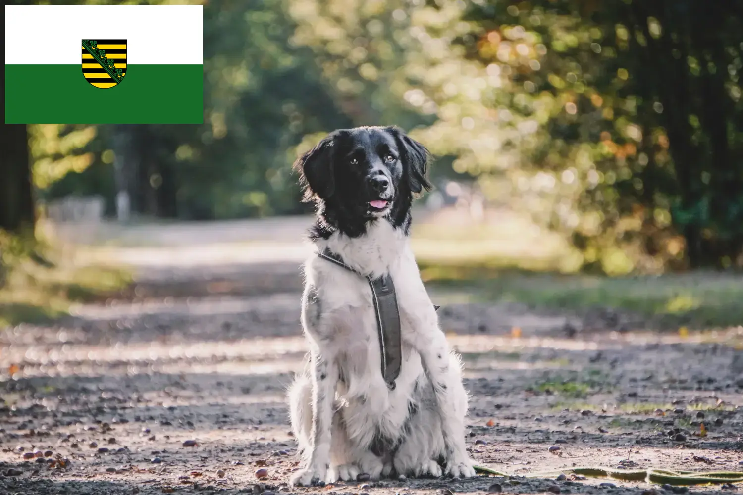 Read more about the article Saksonya’da Stabij yetiştiricileri ve köpek yavruları