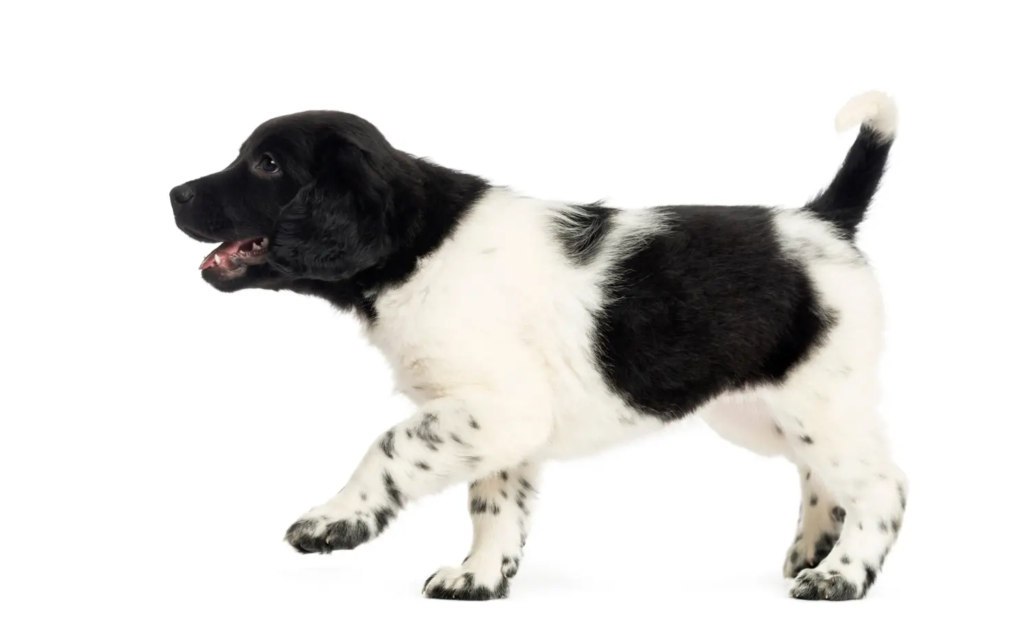 Bir Stabij yavrusu satın almak sorumluluk almak demektir! Stabij yavru köpekleri satın alın.