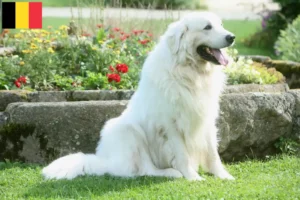 Read more about the article Belçika’da Tatra çoban köpeği yetiştiricileri ve yavruları