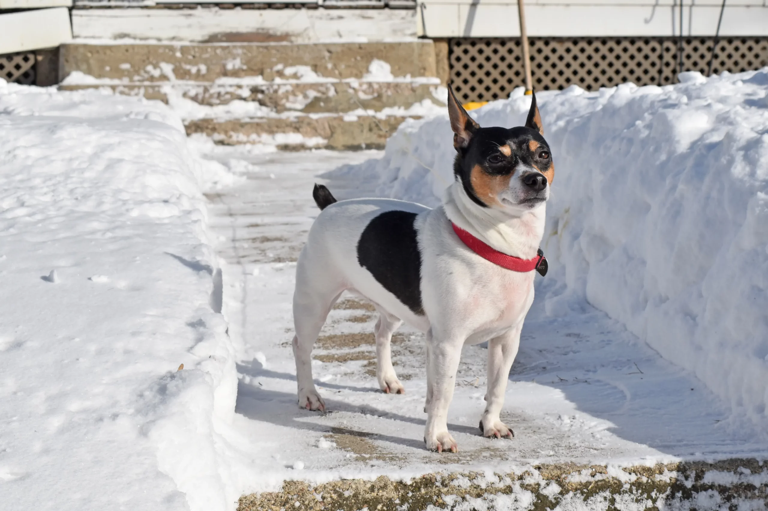 Read more about the article Teddy Roosevelt Terrier Yetiştiricisi