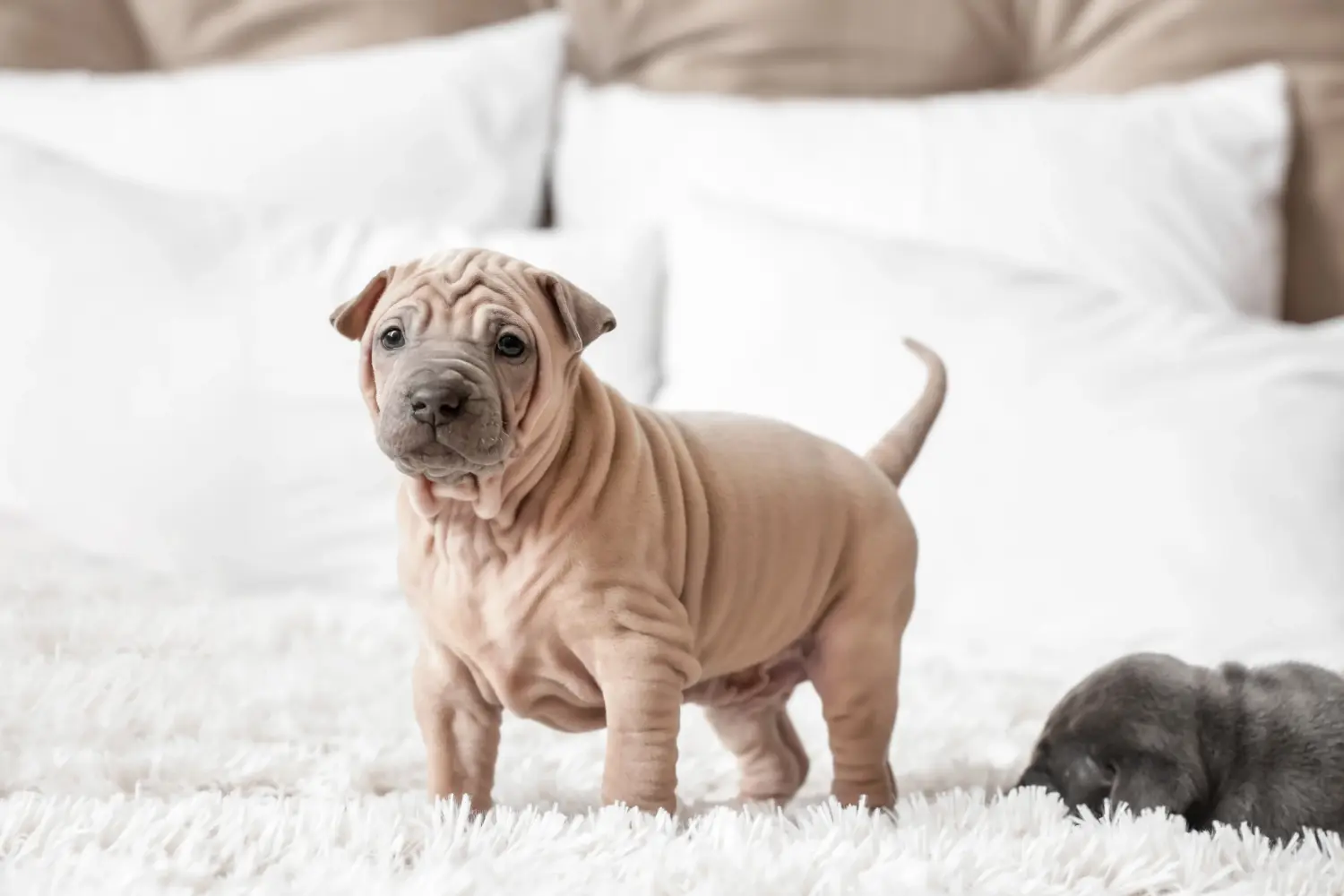 Bir Thai Ridgeback yavrusu satın almak sorumluluk almak demektir! Thai Ridgeback yavru köpek satın alın.