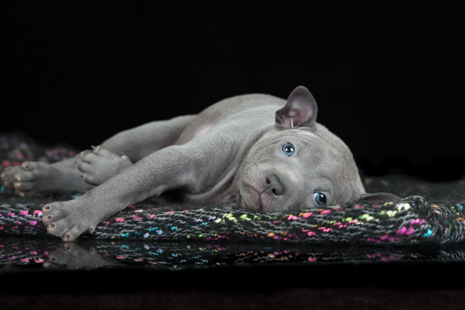 Bir Thai Ridgeback yavrusu satın almak sorumluluk almak demektir! Thai Ridgeback yavru köpek satın alın.