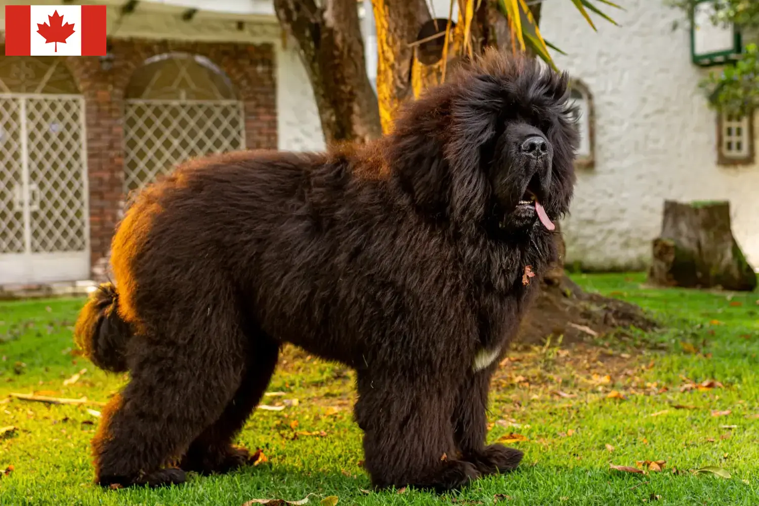 Read more about the article Kanada’da Tibet Mastifi yetiştiricileri ve köpek yavruları